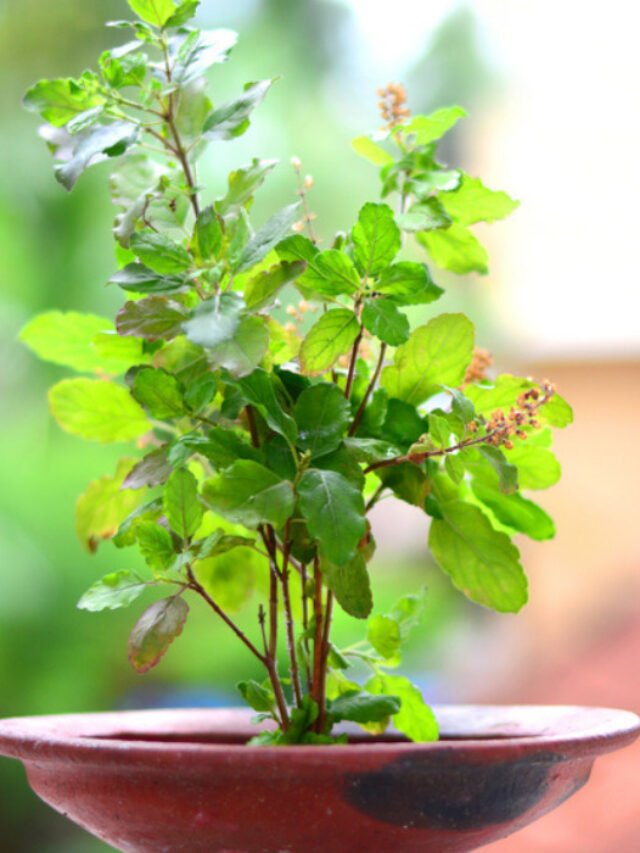 घर में इन जगहों पर गलती से भी न रखें तुलसी का पौधा