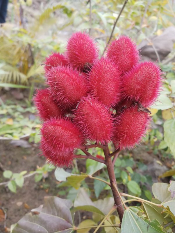 सिंदूर की खेती में रुचि दिखा रहे हैं किसान, जानें कैसे बनता है प्राकृतिक सिंदूर