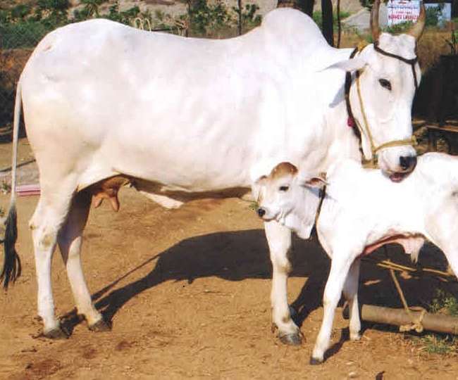 गाय से जुड़े ये उपाय करेंगे आपके रोग, दोष दूर