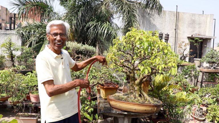 अच्छे बोनसाई के लिए रीपॉटिंग और वायरिंग जरूरी