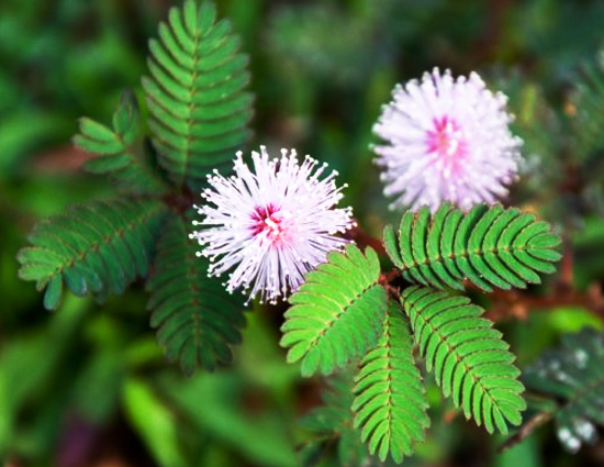 Plant information: इस प्रकार आपके काम आ सकता है छुईमुई का पौधा, जानिए