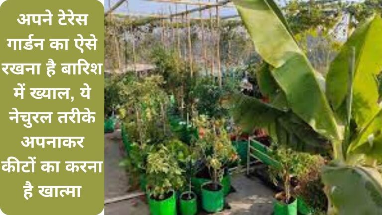 Gardening Tips: बारिश के मौसम में ऐसे करें अपने गार्डन का कीटों से बचाव