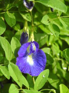 Clitoria_ternatea_flower_by_Dr._Raju_Kasambe_DSCN1517_(8)