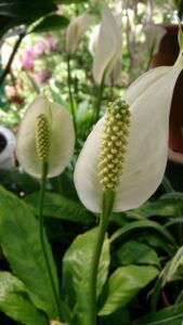 Peace_Lily_(Spathiphyllum_sp)