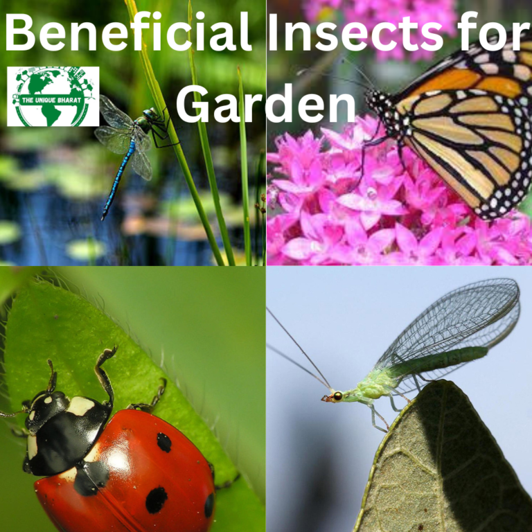 Beneficial Insects: ये कीट होते हैं गार्डन के लिए जरूरी