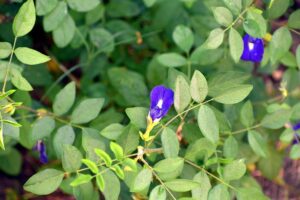 butterfly-pea-clitoria-ternatea-vine-cordofan-pea-blue-flower (1)