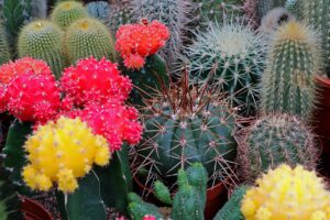 cactus-2270691_1280