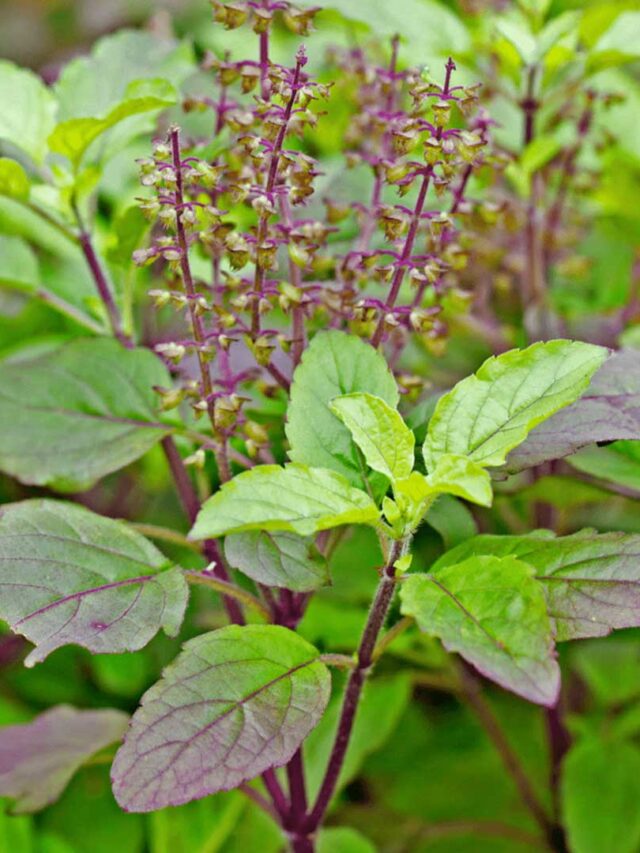 Tulsi ko sookhne se bachaenge ye tips