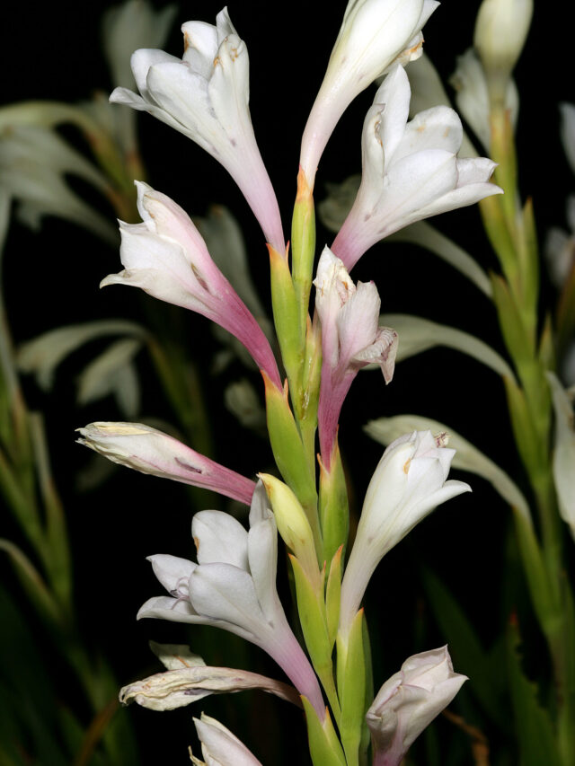 गार्डन को सुगंध से भर देंगे रात में खिलने वाले ये फूल Night bloom flowers