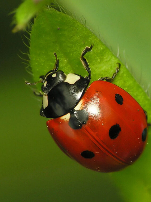 Beneficial Insects: ये कीट होते हैं गार्डन के लिए जरूरी