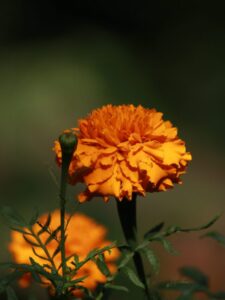 marigold-flower-189925-pixahive