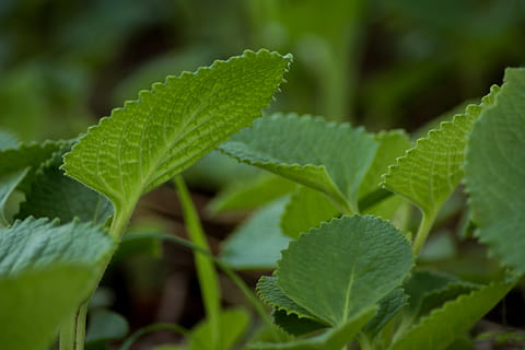 Stevia Plant: चीनी से 30 गुना मीठा है स्टेविया प्लांट, खाने में घोल देगा नेचुरल मिठास