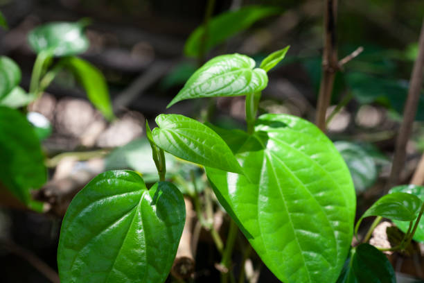 Paan Plant:  घर पर आसानी से उगाएं पान का पौधा