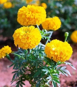 live-marigold-yellow-flower-plant-with-pot-with-flower-on-the-original-imafkqfrhqrzmphy