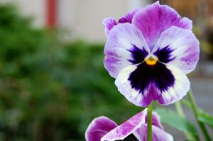 pansy-flower-spring-preview