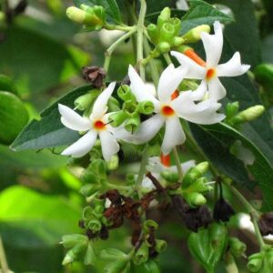 parijat-tree-parijatak-night-flowering-jasmine-plant-kadiyam-nursery-1_1024x1024