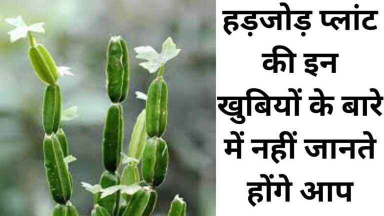 टुटी हड्डी को जोड़ने के साथ कई बीमारियों में काम आता है हड़जोड़, जानिए अनोखे फायदे