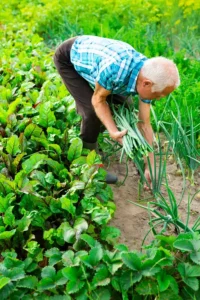 senior-man-farmer-harvesting-green-onions-vegetable-garden-countryside-elderly-205695174