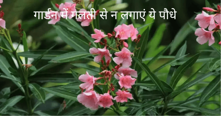 जानलेवा हैं ये पौधे, गार्डन में गलती से भी न उगने दें