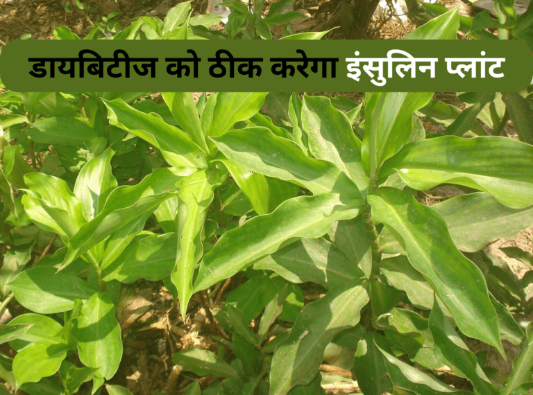 Insulin plant: डायबिटीज से बचना है तो लगा लें इंसुलिन प्लांट