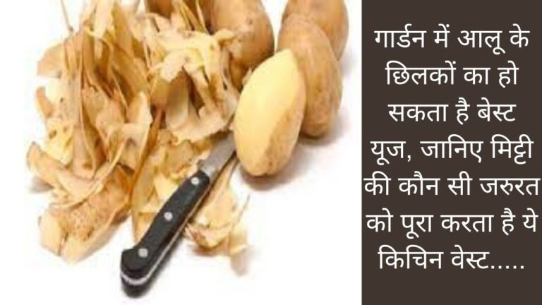 आलू के छिलकों का गार्डन में इस प्रकार करें यूज, हरे-भरे रहेंगे पौधे