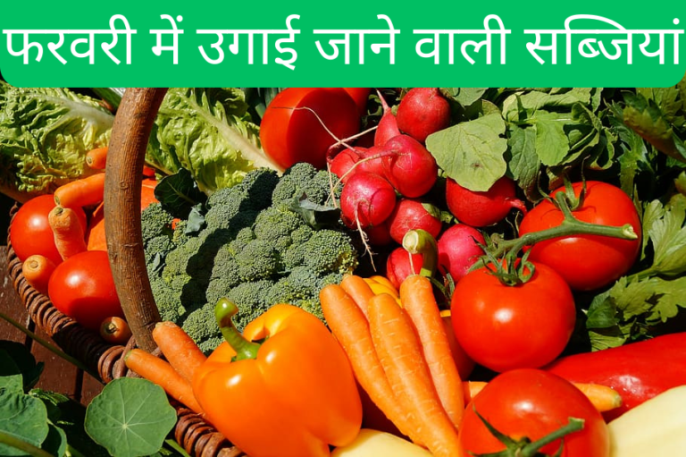 फरवरी में उगाई जाने सब्जियां, बेहतर पैदावार के लिए इन बातों का रखें ध्यान