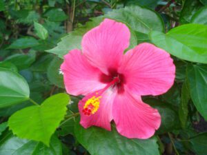 Hibiskus_at_Bhopal