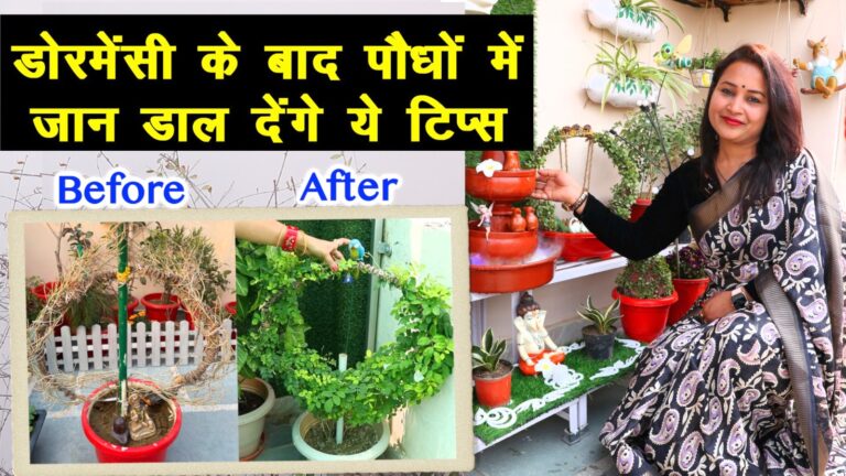 डॉर्मेंसी के बाद पौधे को फिर से हरा भरा बना देंगे ये टिप्स