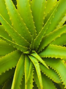 aloe-vera-spikes-succulent-jmvh-plant-desert