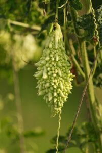 bitter-gourd-bitter-gourd-plant-gourd-plant