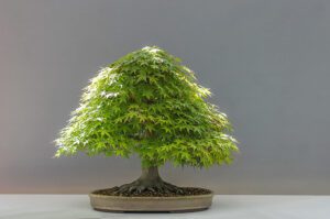 bonsai-plant-japan-maple-culture-preview