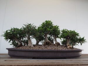 bonsai-tree-japanese-green