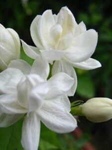 109619431-Arabian-Jasmine