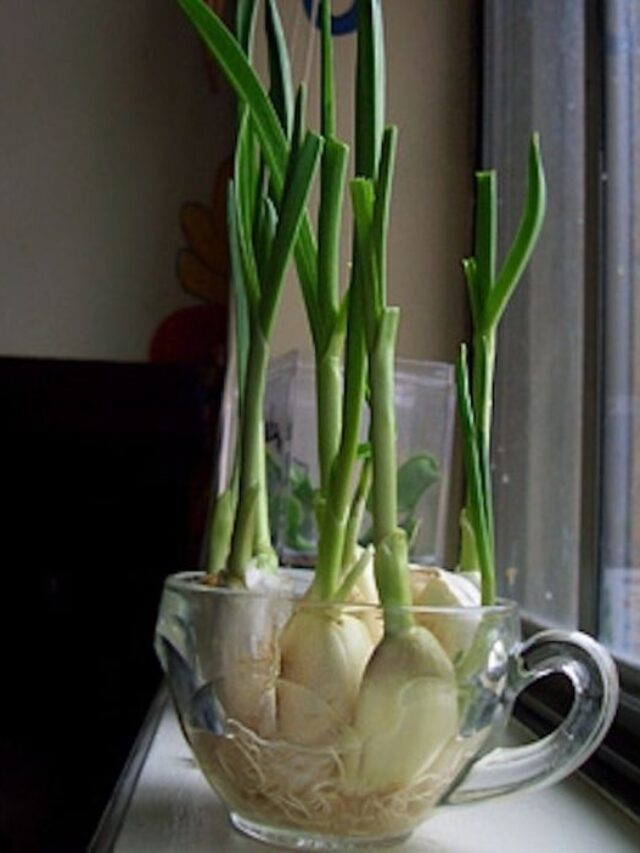 Green garlic: हरी लहसुन के फायदे अनेक, चटनी बनाकर खाएं