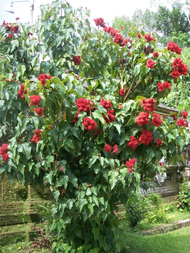 सिंदूर के पौधे से तैयार होता है नेचुरल सिंदूर, कैमिकल वाले से बचें