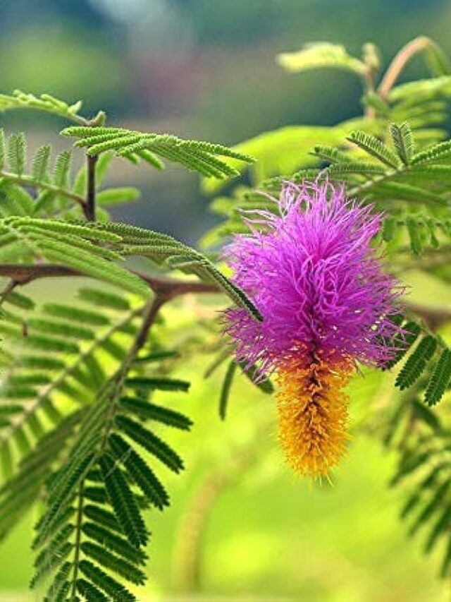 Shami Plant: सुख समृद्धि के साथ आषधीय गुणों से भरपूर है शमी का प्लांट