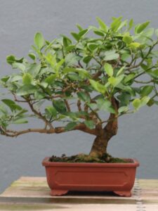 Citrus_aurantifolia_bonsai_at_the_BBG,_August_2,_2008