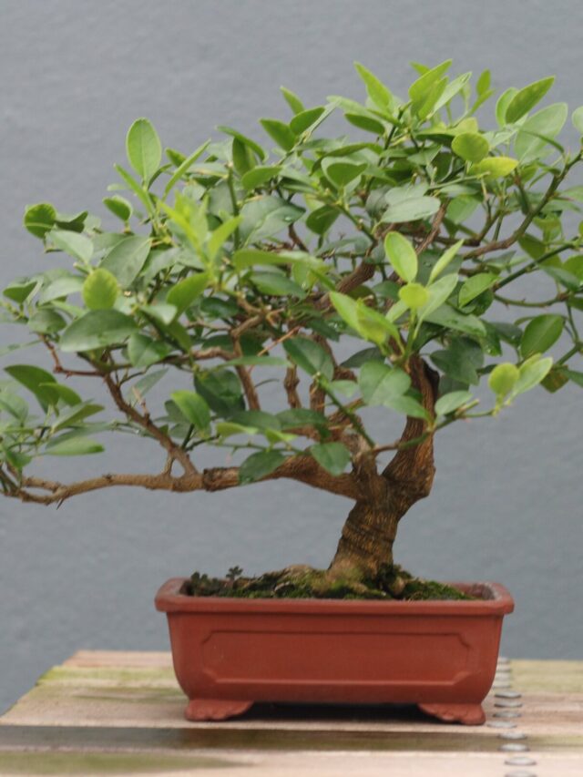 बोनसाई पौधे के लिए इन बातों का ध्यान रखना है जरुरी