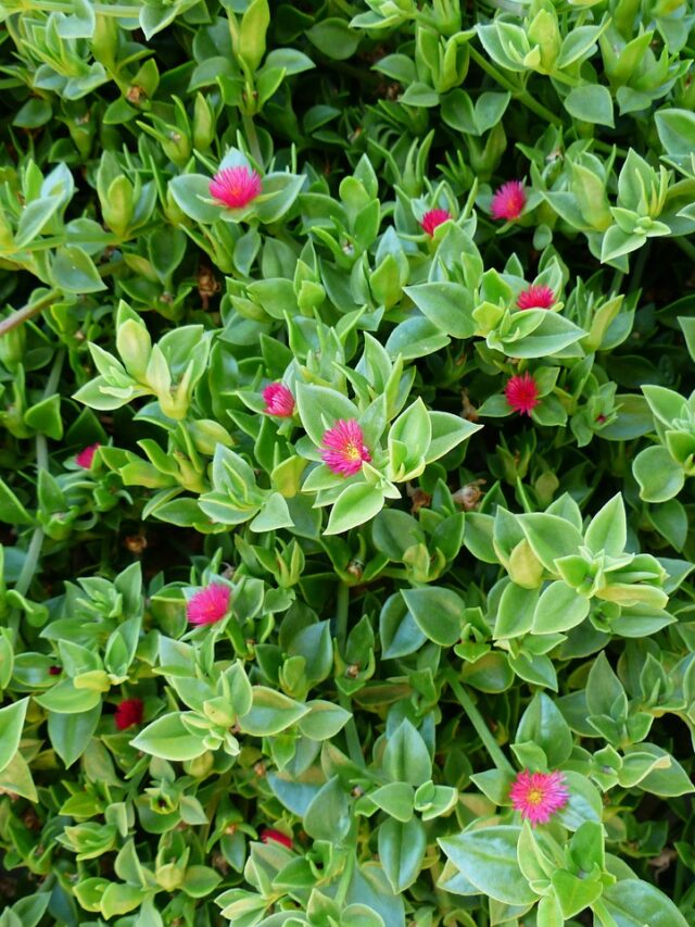 बेबी सनरोज प्लांट से गार्डन को दें न्यू लुक