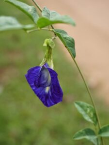 clitoria-ternatea-butterfly-pea-edible-tea-flower (3)