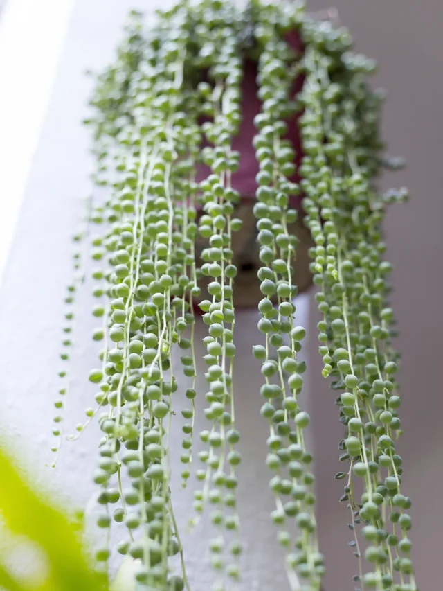 स्ट्रिंग ऑफ पर्ल्स पौधा है सबसे आकर्षक हैंगिंग प्लांट, देखें खूबियां