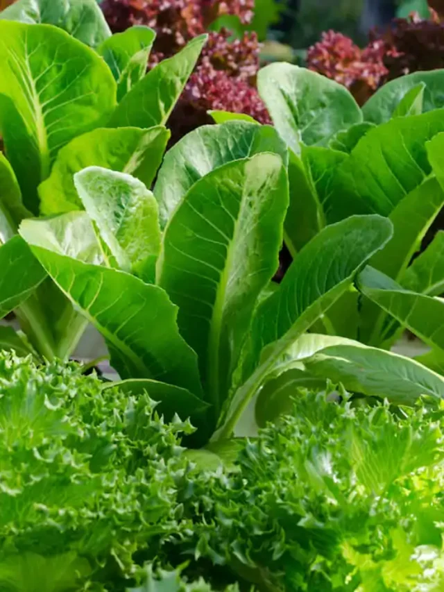 medicinal leaves: सर्दी, जुकाम, बुख़ार से राहत दिलाएंगे ये पत्ते