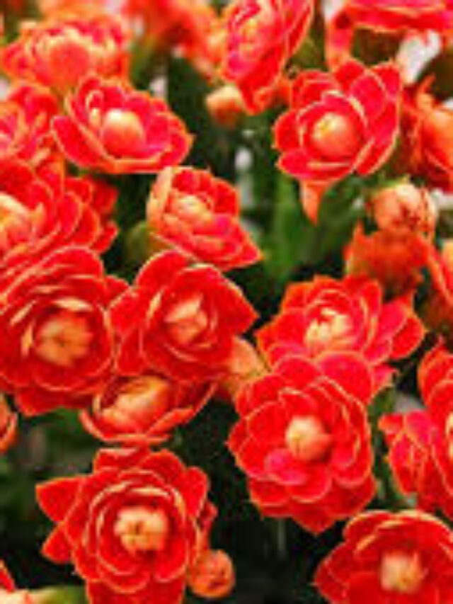 गार्डन के लिए गुलदस्ते जैसे दिखने वाले लाल फूलों की लिस्ट