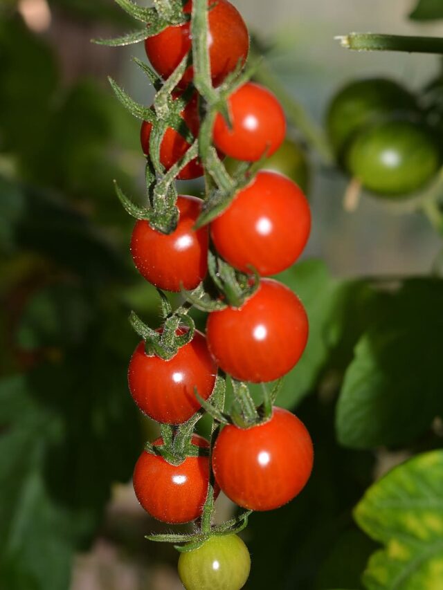 गमले में ऐसे लगाएं बेल वाले टमाटर, लद जाएगा पौधा