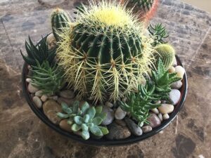 miniature-garden-golden-barrel-cactus-succulent-cactus