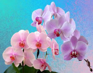 orchids-2710590_1280