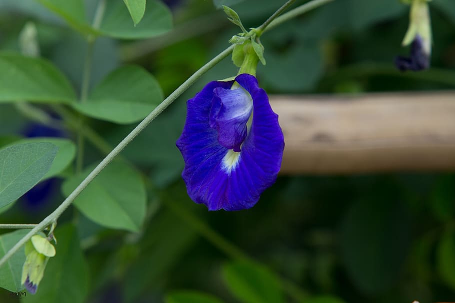 pea-flowers-green-flowers-fruit-autumn-leaves-wings