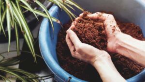 uses-of-coco-peat-for-indoor-plants