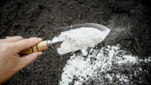 uses-of-lime-powder-in-garden