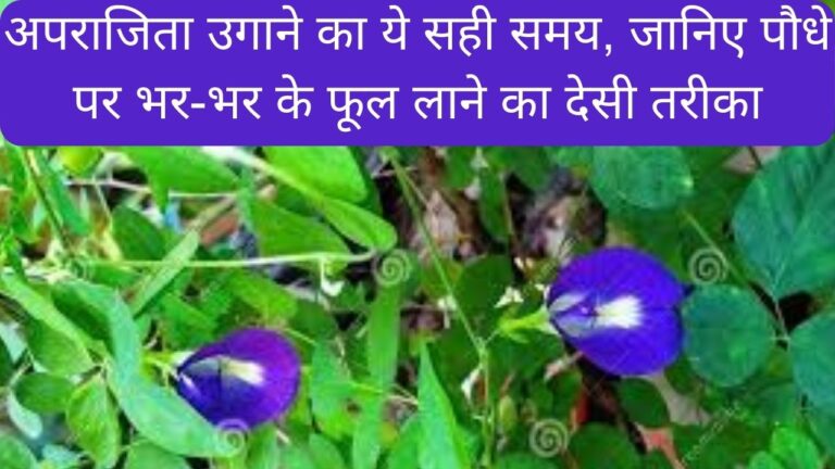 अपराजिता उगाने का ये सही समय, जानिए ज्यादा फूल लाने का देसी तरीका